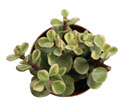 2" Portulacaria Afra Variegated Mini Jade